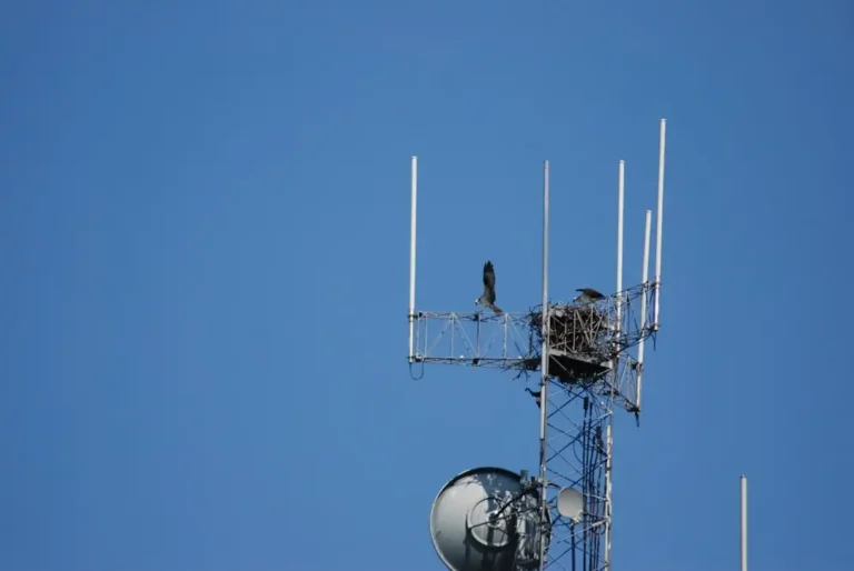 Starlink vs LTE: Která technologie připojení je pro vás lepší?